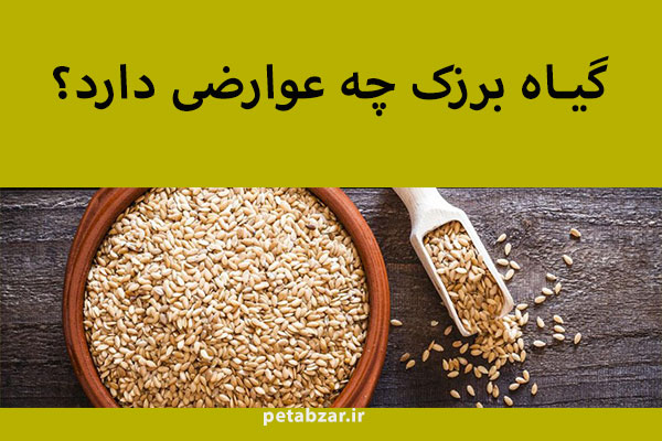 فروش گیاه برزک: برای تسکین درد قفسه سینه، درد احشا داخلی و درد مقعد مفید است
