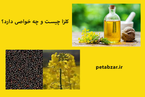 کلزا چیست و چه خواصی دارد ؟ به علت اسیدهای چرب اشباع نشده و فاقد کلسترول  روغن کلزا از خاصیت بسیار بالایی برخوردار است .