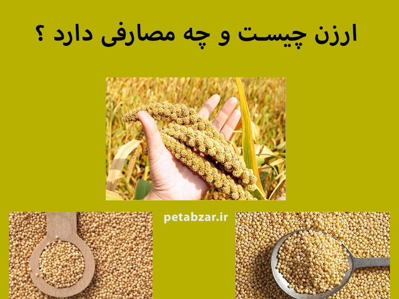 فروش ارزن : یکی از مصارف ارزن خوراک پرنده است