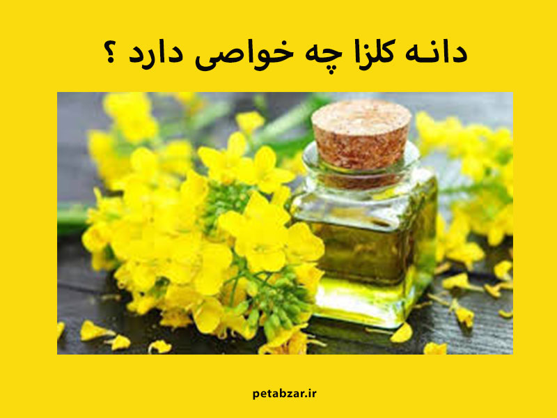 خواص دانه کلزا : طبیعت دانه کلزا گرم است و حاومی املاح معدنی و چربی می باشد . 